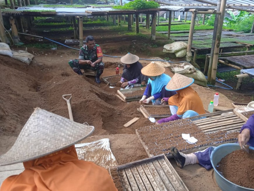 Jalin Silahturahmi, Babinsa Koramil 16/Pejawaran Komsos Dengan Petani Cabe Sekaligus Beri Motivasi
