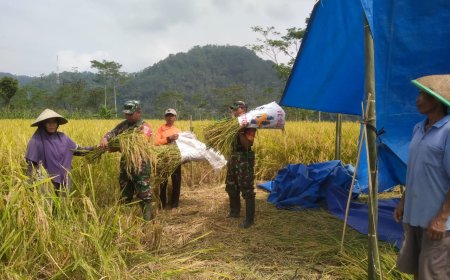 Babinsa Koramil 16/Pejawaran Dampingi PPL Dalam Rangka Peluasan Areal Tanam Padi