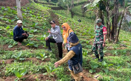 Babinsa Koramil 16/Pejawaran Dampingi PPL Kec. Pejawaran Monitoring dan Evaluasi (Monev) Kelompok Petani Tembakau