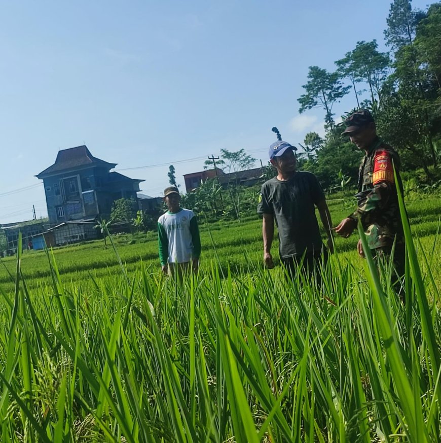 Dalam Rangka Program Ketahanan Pangan Di Wilayah, Babinsa Koramil 16/Pejawaran Dampingi Petani