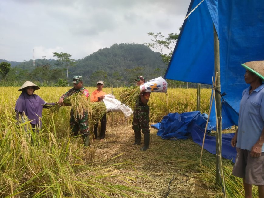 Babinsa Koramil 16/Pejawaran Dampingi PPL Dalam Rangka Peluasan Areal Tanam Padi