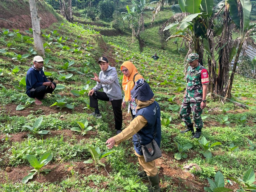 Babinsa Koramil 16/Pejawaran Dampingi PPL Kec. Pejawaran Monitoring dan Evaluasi (Monev) Kelompok Petani Tembakau