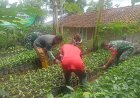 Babinsa Koramil 16/Pejawaran Melaksanakan Budidaya Bibit Tanaman Kopi
