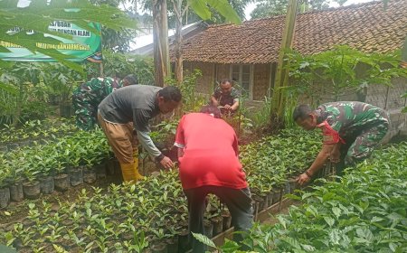 Babinsa Koramil 16/Pejawaran Melaksanakan Budidaya Bibit Tanaman Kopi